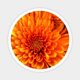 Gerbera daisy Magnet